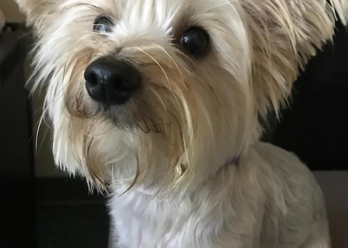 Coq De Bruyere Szálloda *